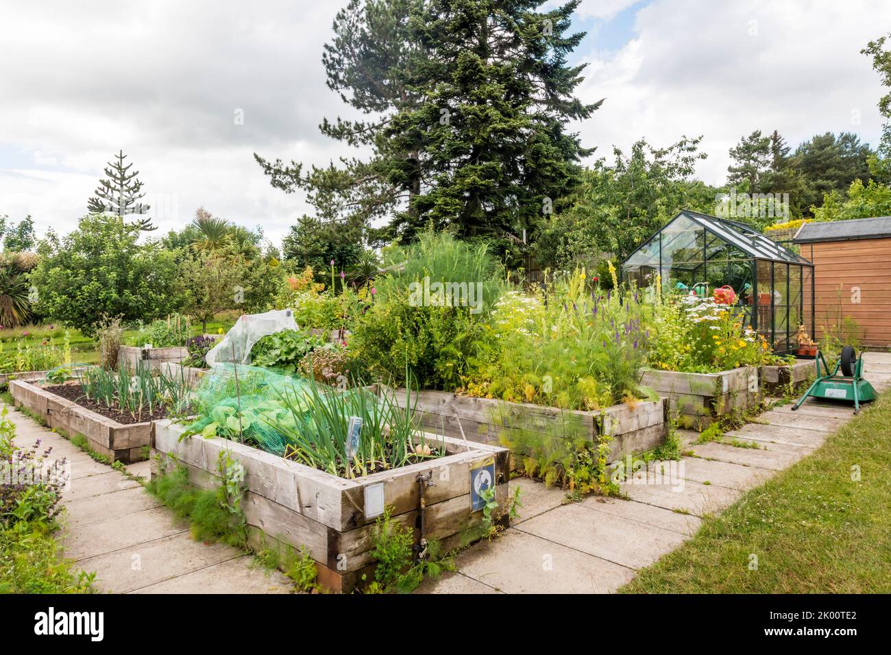 Lits de légumes surélevés au jardin botanique de l'université de Dundee. Banque D'Images
