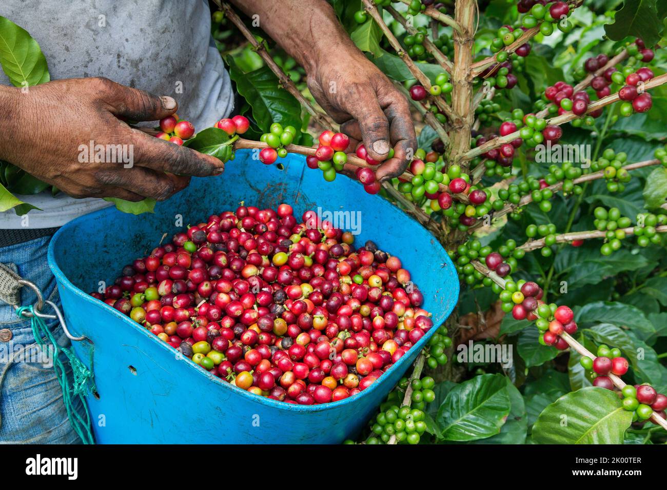 Colombie, ferme de café Venecia près de Manizales. Les cueilleurs au travail dans la plantation récoltant les grains de café mûrs rouges des branches du boisseau de café Banque D'Images Colombie, ferme de café Venecia près de Manizales. Les cueilleurs au travail dans la plantation récoltant les grains de café mûrs rouges des branches du boisseau de café Banque D'Images