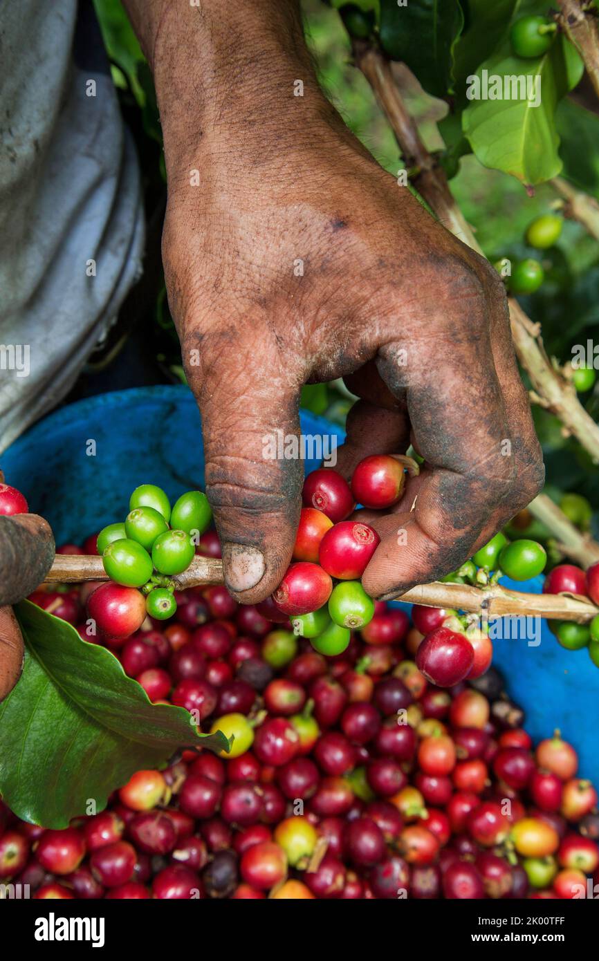 Colombie, ferme de café Venecia près de Manizales. Les cueilleurs au travail dans la plantation récoltant les grains de café mûrs rouges des branches du boisseau de café Banque D'Images Colombie, ferme de café Venecia près de Manizales. Les cueilleurs au travail dans la plantation récoltant les grains de café mûrs rouges des branches du boisseau de café Banque D'Images