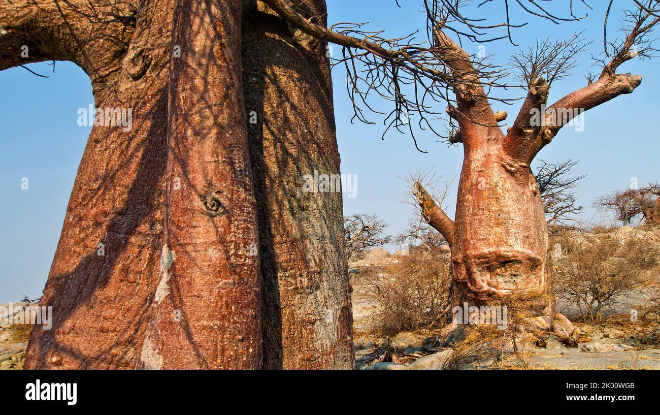 Le Baobab, Adansonia digitata, Kubu Island, mer Blanche de sel, Lekhubu, Makgadikgadi Pans National Park, Botswana, Africa Banque D'Images