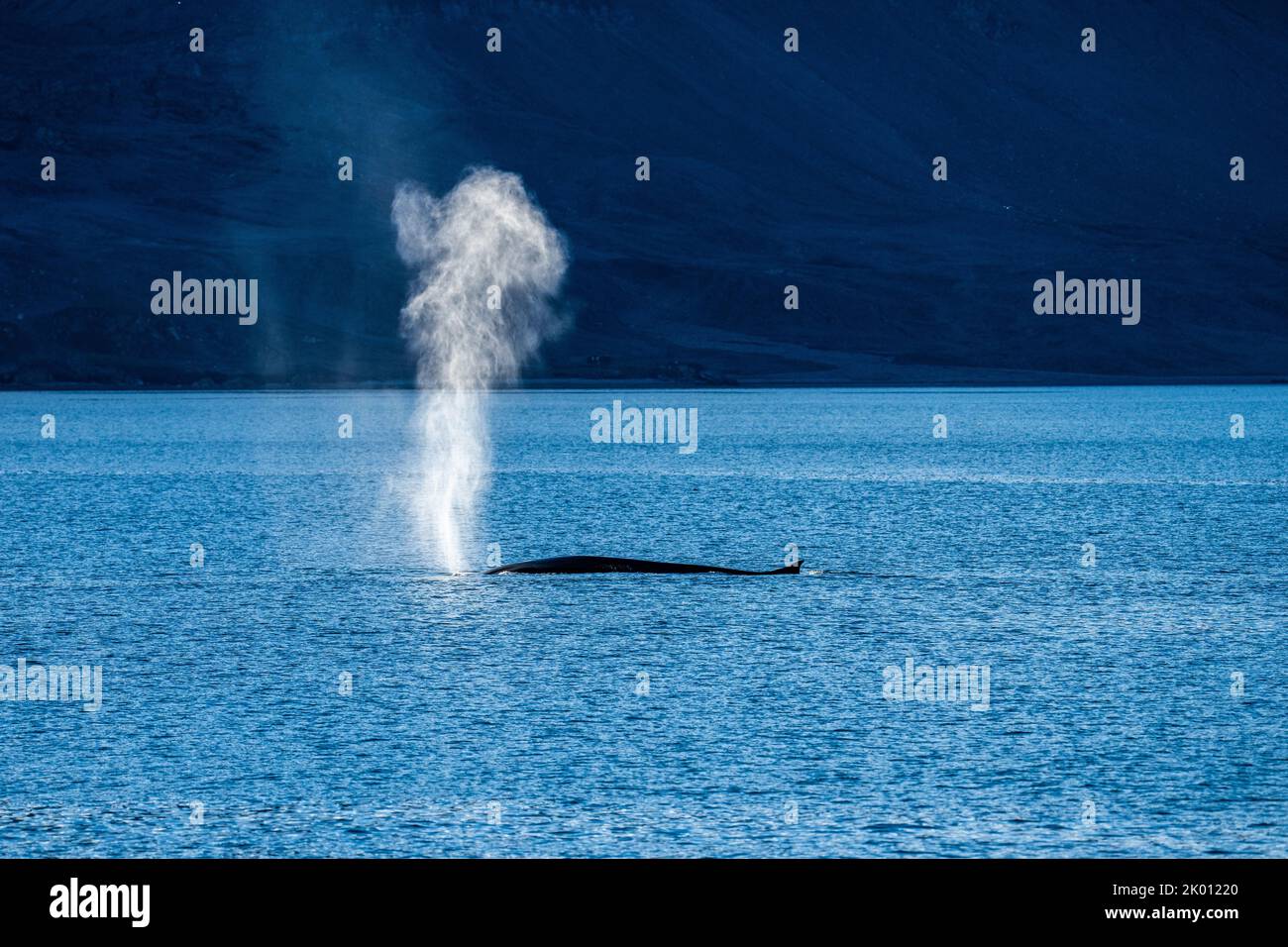 Petit rorqual dans la mer du nord du Spitsbergen Banque D'Images Petit rorqual dans la mer du nord du Spitsbergen Banque D'Images