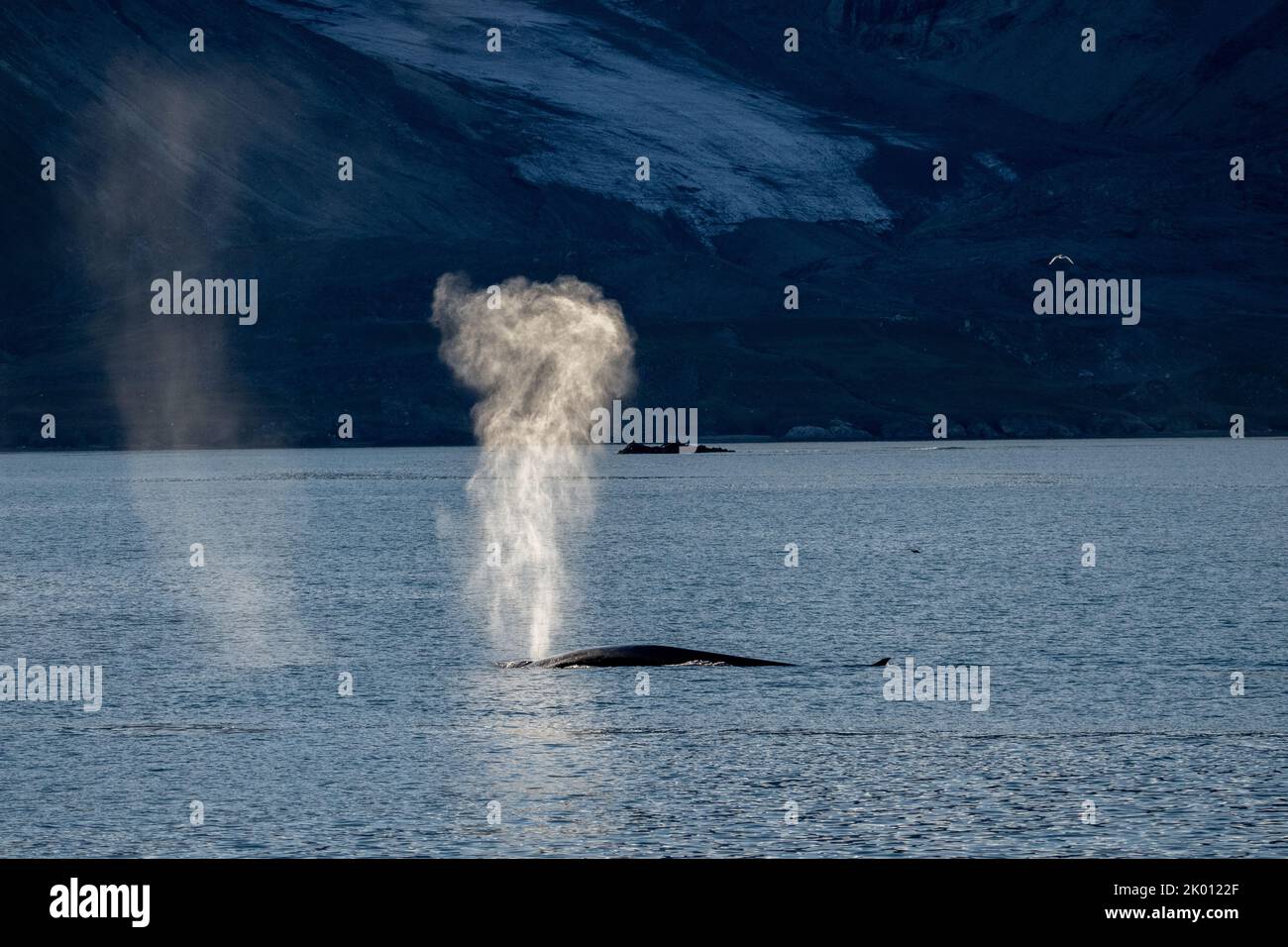 Petit rorqual dans la mer du nord du Spitsbergen Banque D'Images Petit rorqual dans la mer du nord du Spitsbergen Banque D'Images