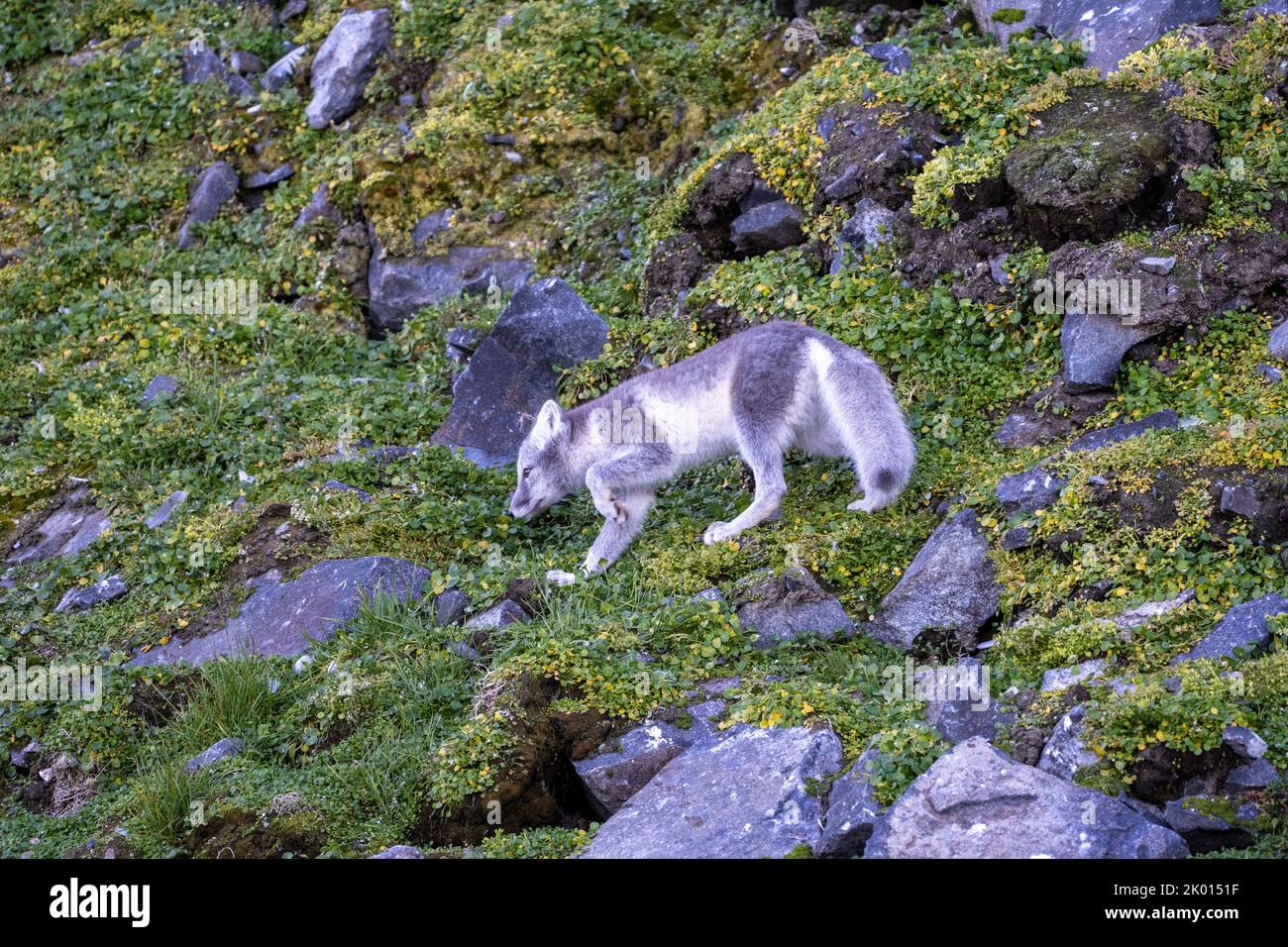 Renard arctique (Vulpes lagopus), également connu sous le nom de renard blanc, renard polaire ou renard à neige Banque D'Images Renard arctique (Vulpes lagopus), également connu sous le nom de renard blanc, renard polaire ou renard à neige Banque D'Images