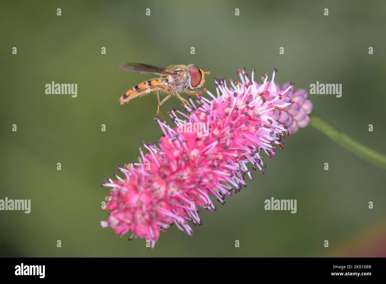 Survol de la marmelade - Episyrphus balteatus sur une fleur du burnett - Sanguisorba Banque D'Images