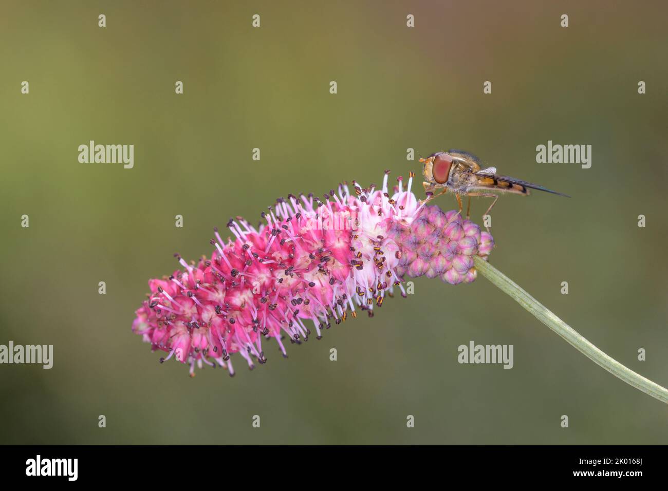 Survol de la marmelade - Episyrphus balteatus sur une fleur du burnett - Sanguisorba Banque D'Images