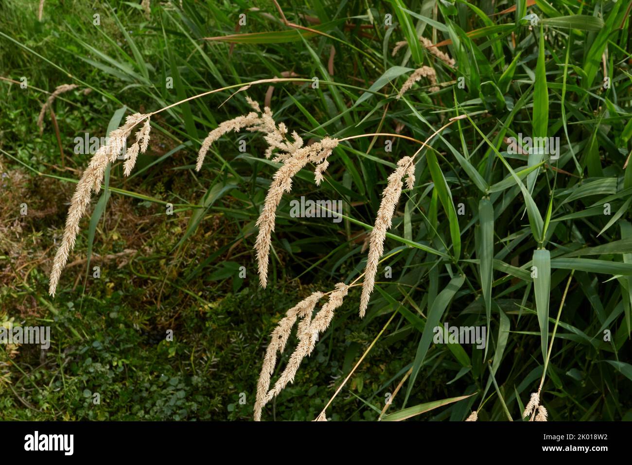 Phalaris arundinacea plante le long de la rive de la rivière Banque D'Images