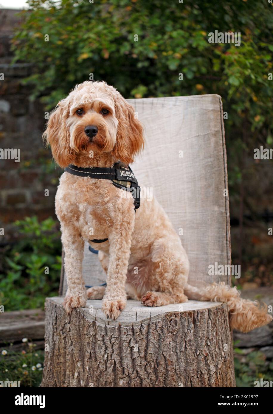 Cockerpoo, croix de race mixte, coloration d'abricot, fourrure. ROYAUME-UNI Banque D'Images