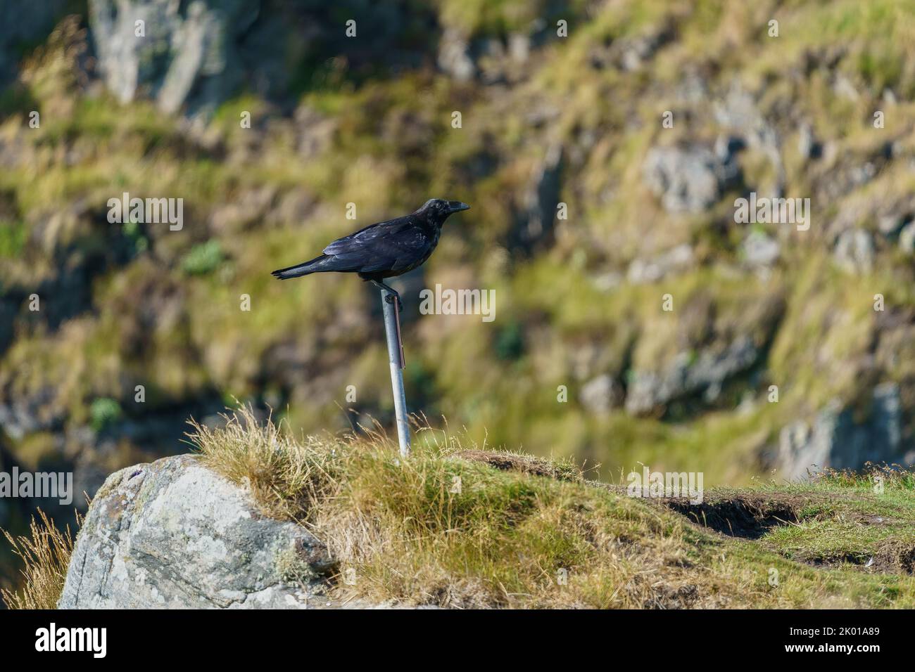 Noir corbeau debout sur le panneau de poste à Runde Island. Banque D'Images