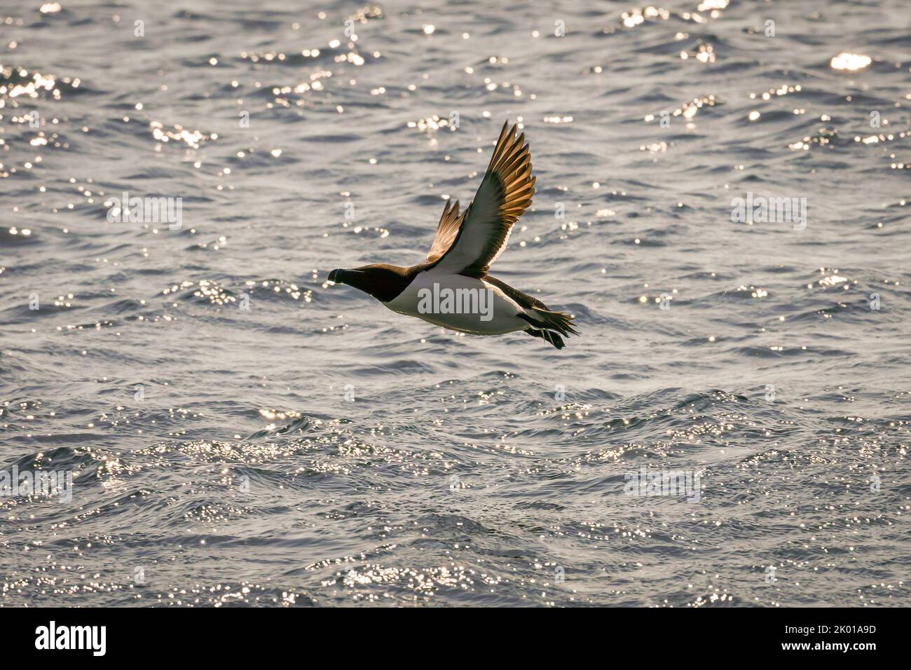 Razorbill (Alca torda) volant près de la mer à Runde Bird Island. Banque D'Images