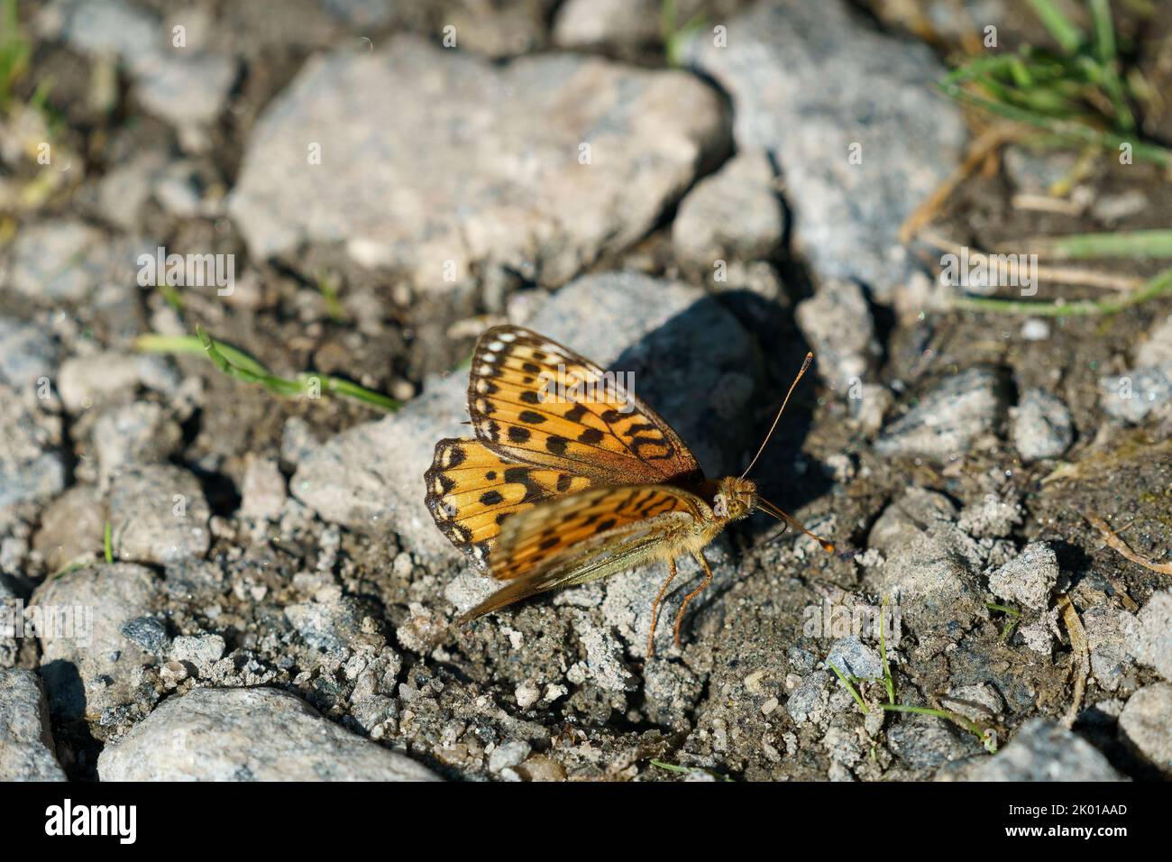 Papillon Speyeria aglaja sur la roche. Banque D'Images