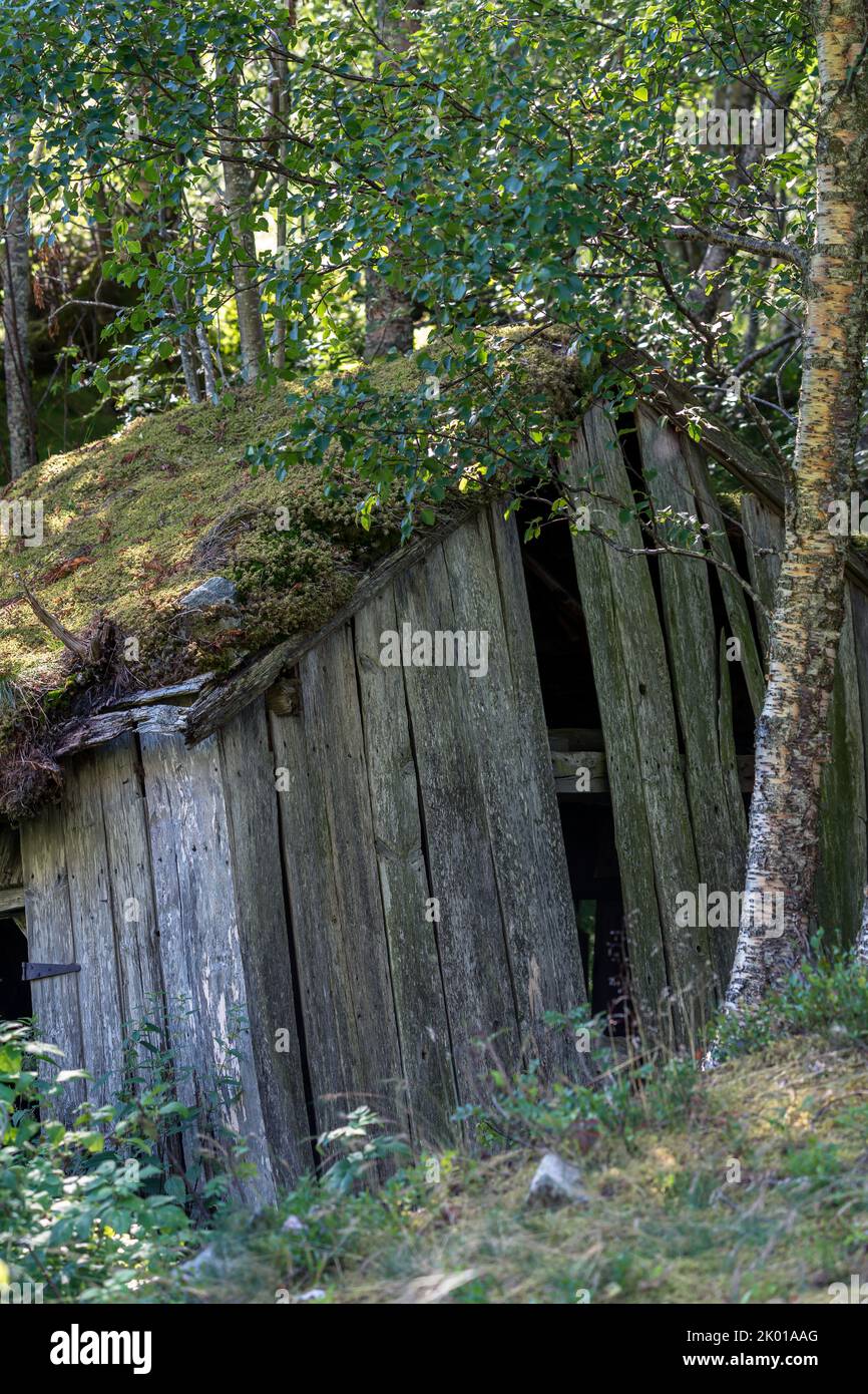 Maison de ferme en bois abandonnée avec toit en herbe dans les bois. Banque D'Images