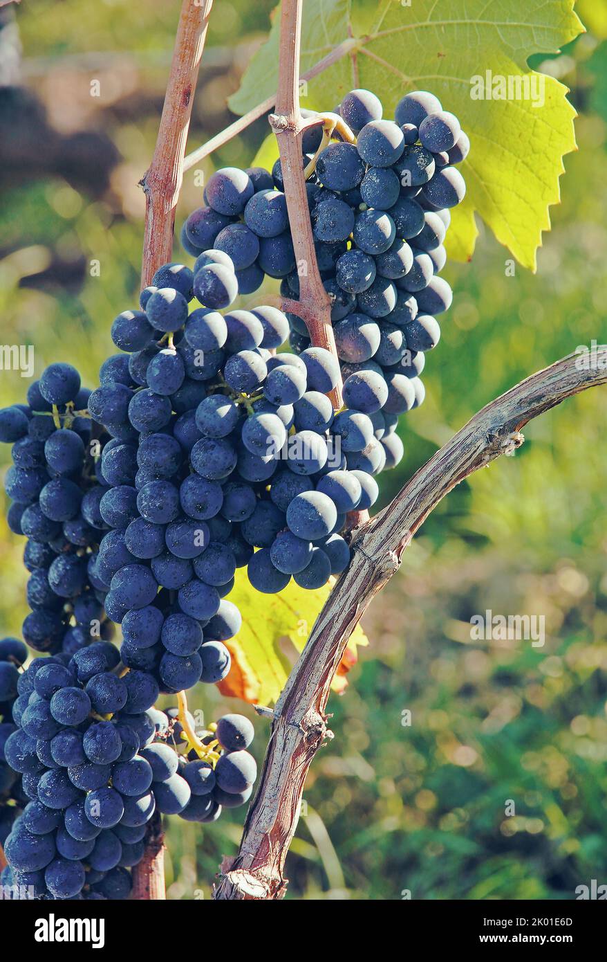 Bouquet de raisins de vin bleu accroché à une vigne verte prise en gros plan. Banque D'Images