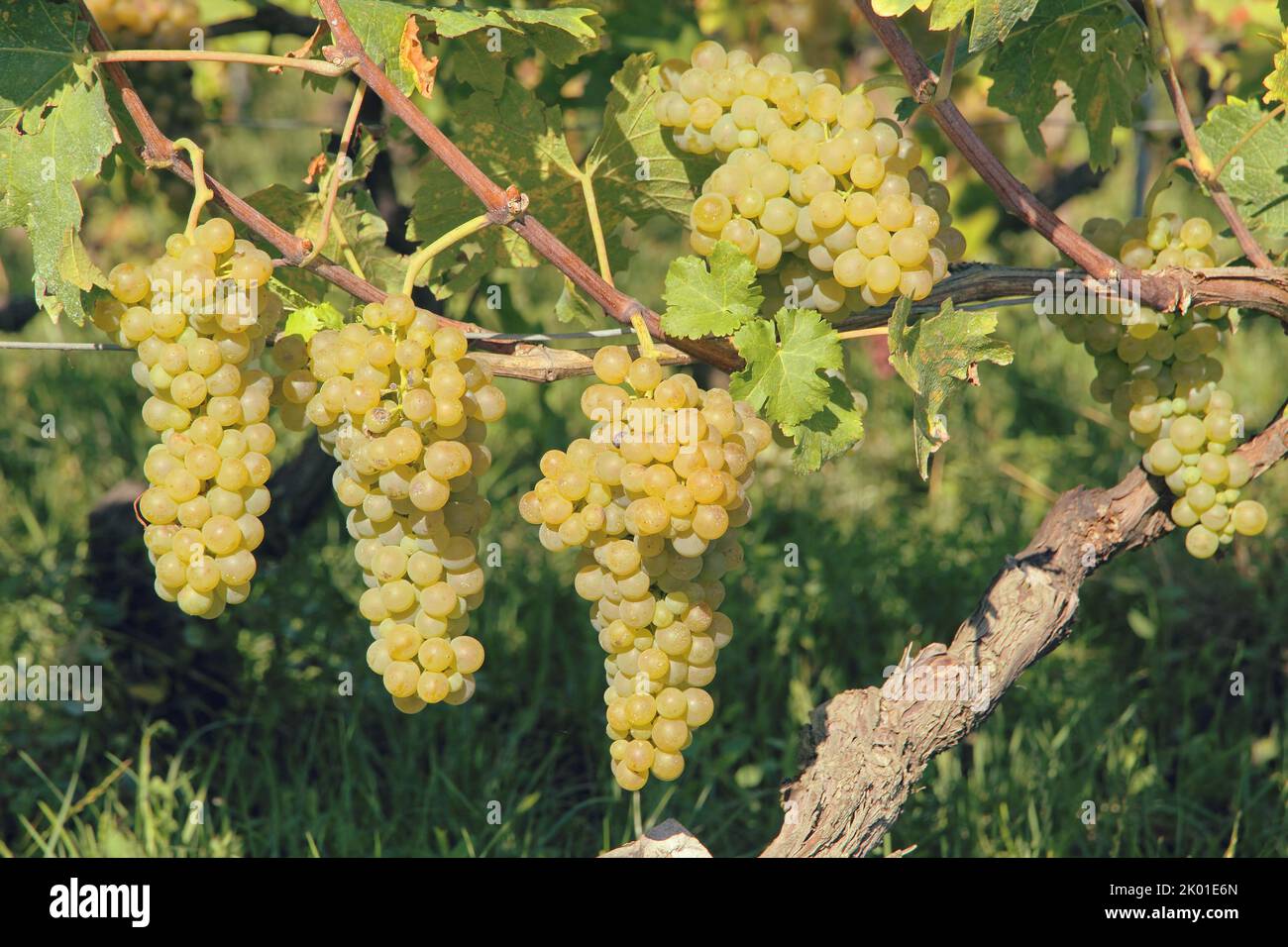 Des petits pains de raisins de vin vert pendent d'une vigne verte de plus près. Banque D'Images