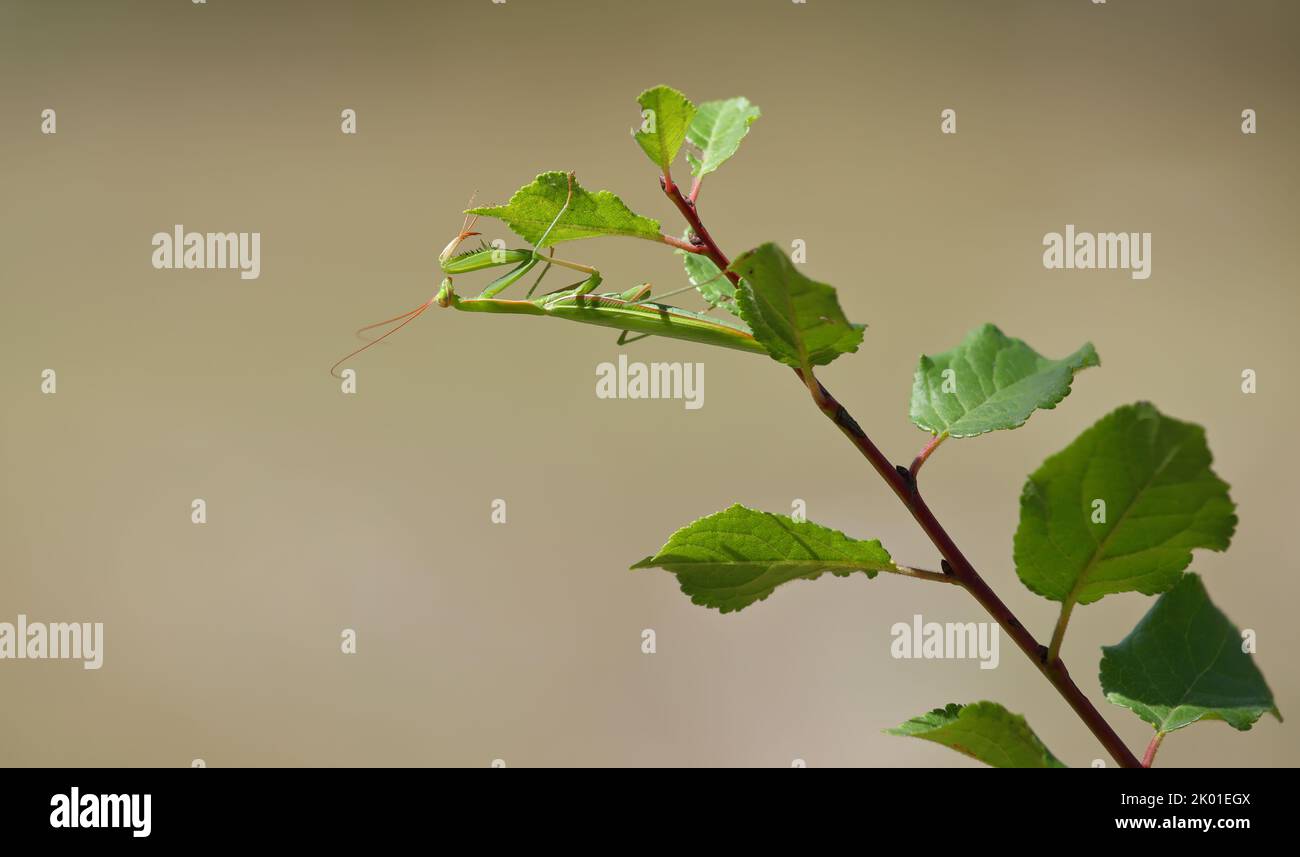 Insecte prédateur de la mante européenne - Mantis religiosa - sur une branche de brousse, portrait en gros plan dans l'habitat naturel Banque D'Images