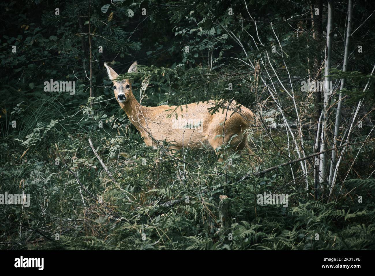 Cerf dans une clairière en face de la forêt regardant le spectateur. Faune observée en Suède. Enregistrement de la nature d'un mammifère Banque D'Images