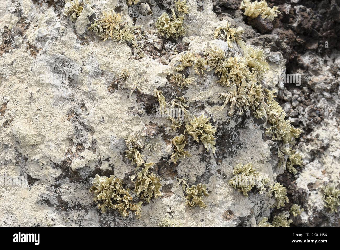 Détail des lichens couvrant les roches volcaniques de Lanzarote Banque D'Images