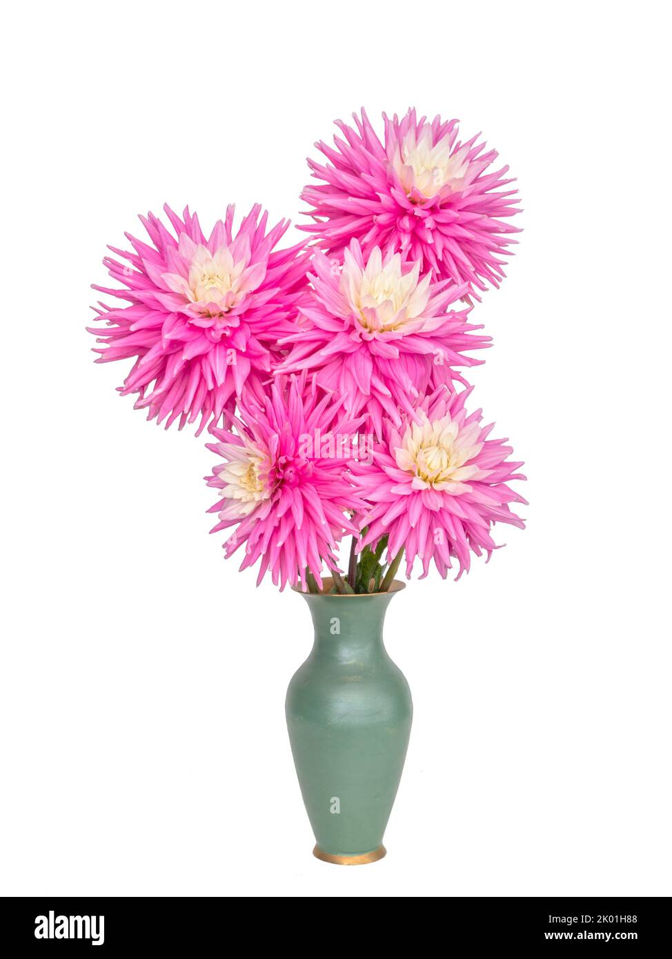 Dahlias à la maison rose dans un vase isolé sur fond blanc. Banque D'Images