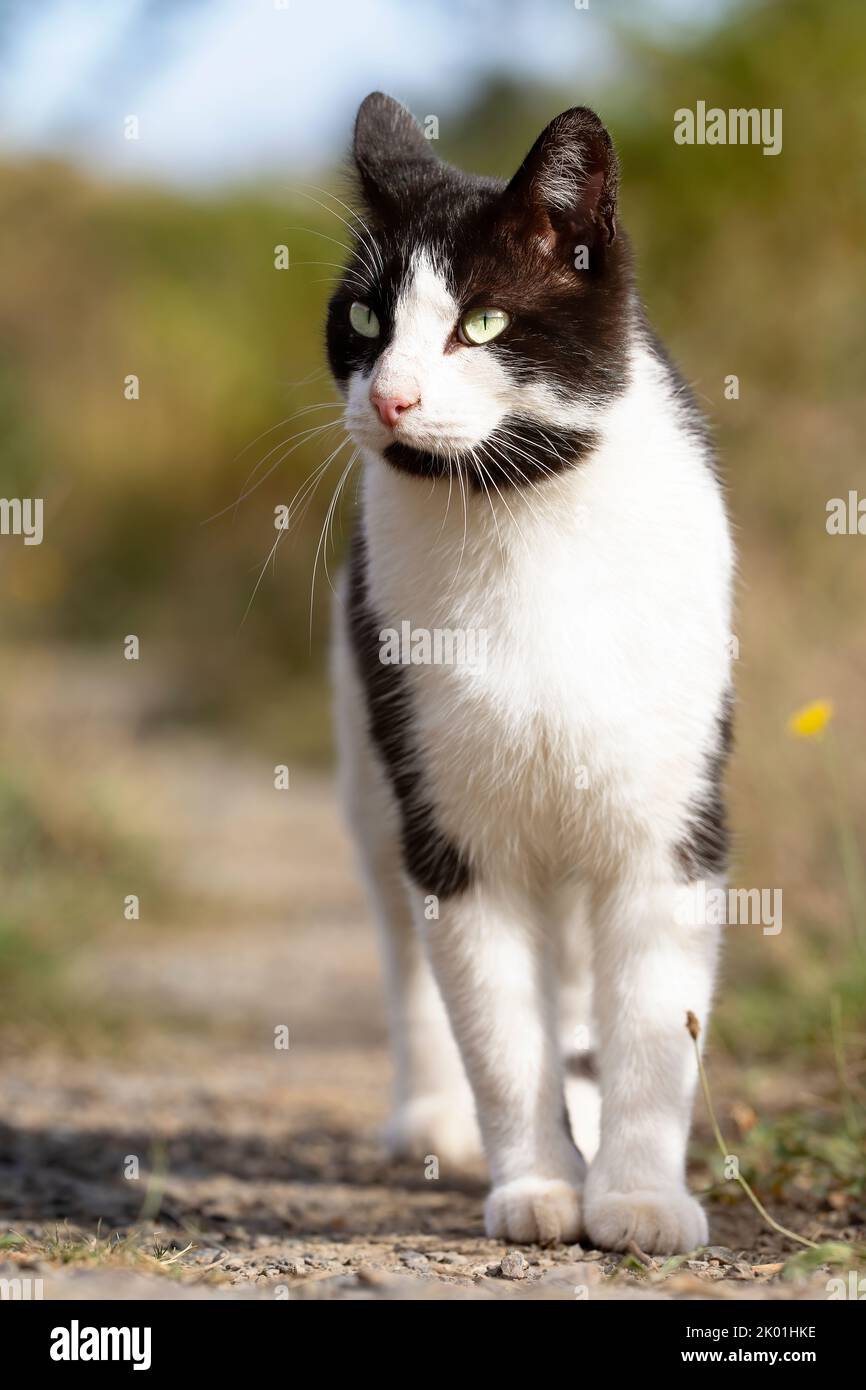 chat noir et blanc, jeune, marchant dans la brousse en regardant l'horizon. copier l'espace Banque D'Images