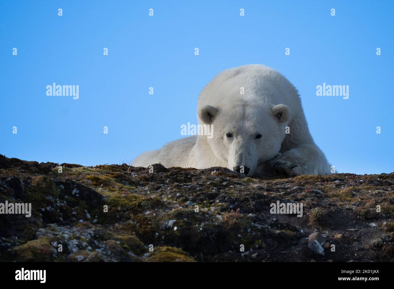 Ours polaire (Ursus maritimus) au Spitsbergen Banque D'Images