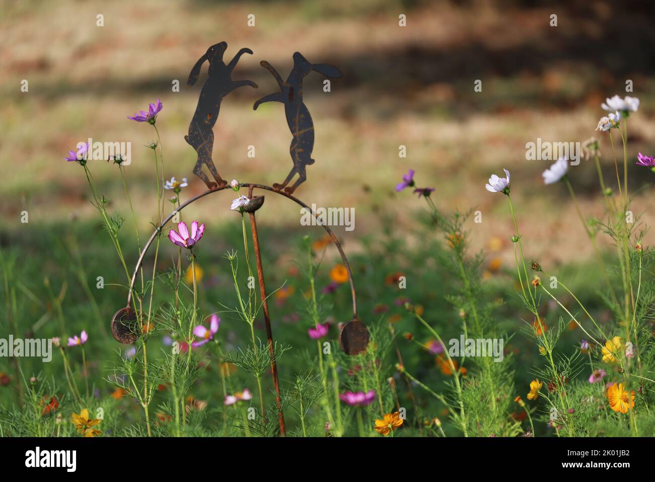 Décoration Lièvre dans Cosmos fleurs dans un jardin français Banque D'Images