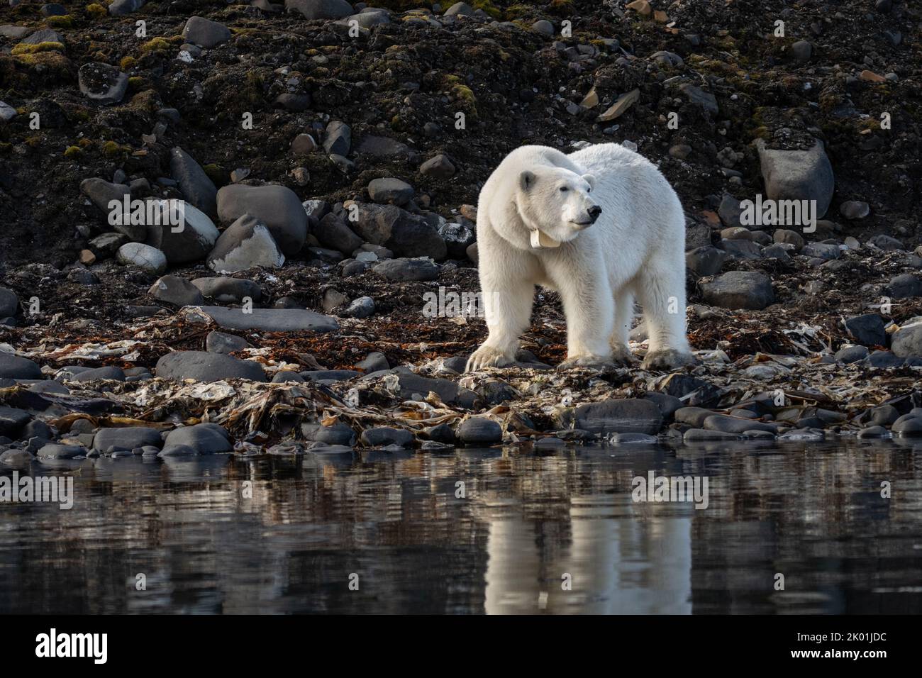 Ours polaire (Ursus maritimus) ours femelle marchant sur la côte de la mer du Nord avec un collier radio à Spitsbergen Banque D'Images Ours polaire (Ursus maritimus) ours femelle marchant sur la côte de la mer du Nord avec un collier radio à Spitsbergen Banque D'Images