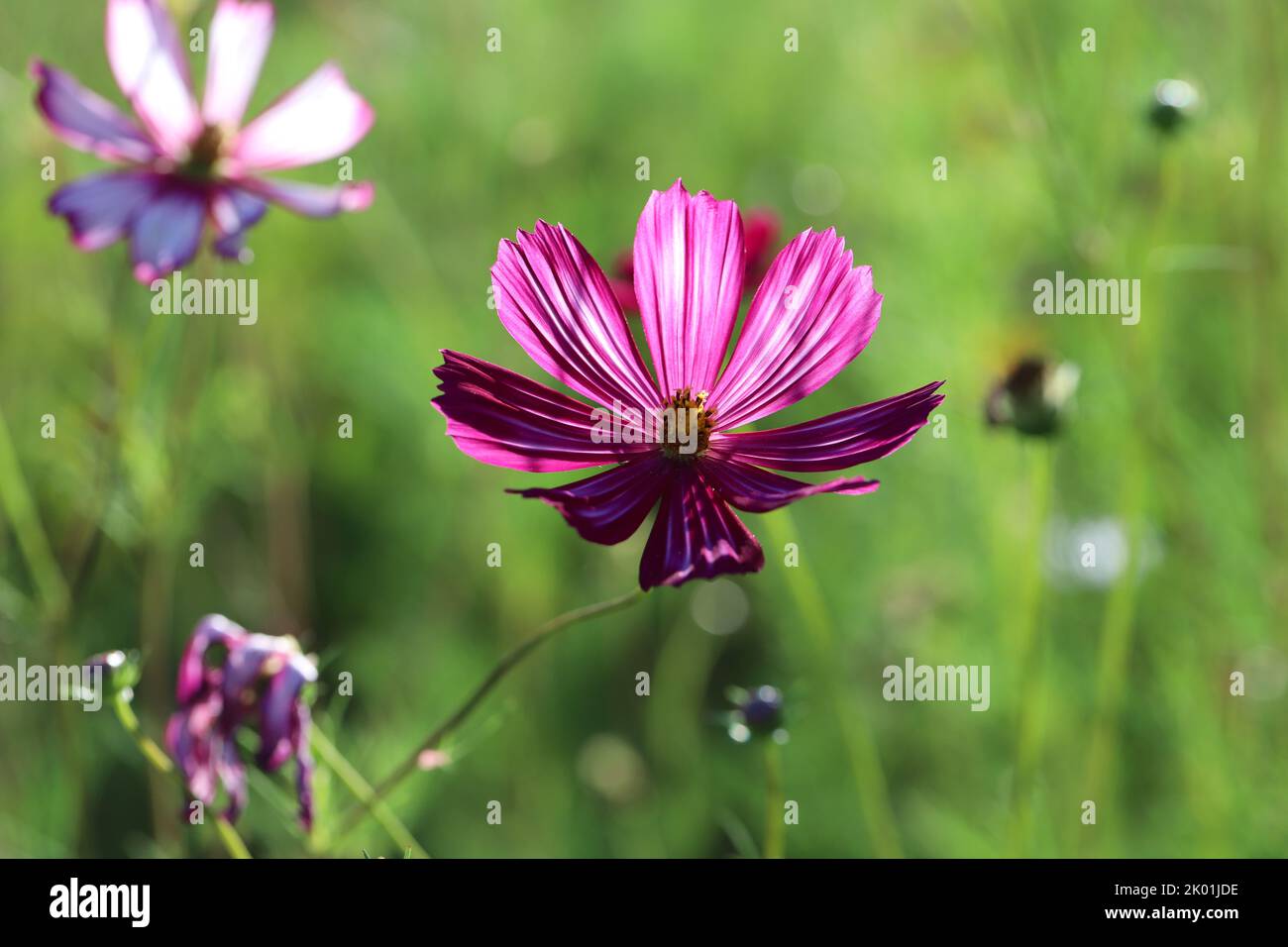 COSMOS fleurit dans un jardin français Banque D'Images