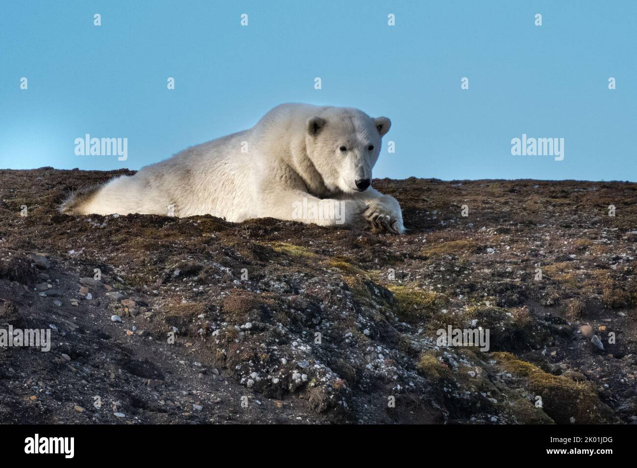 Ours polaire (Ursus maritimus) au Spitsbergen Banque D'Images