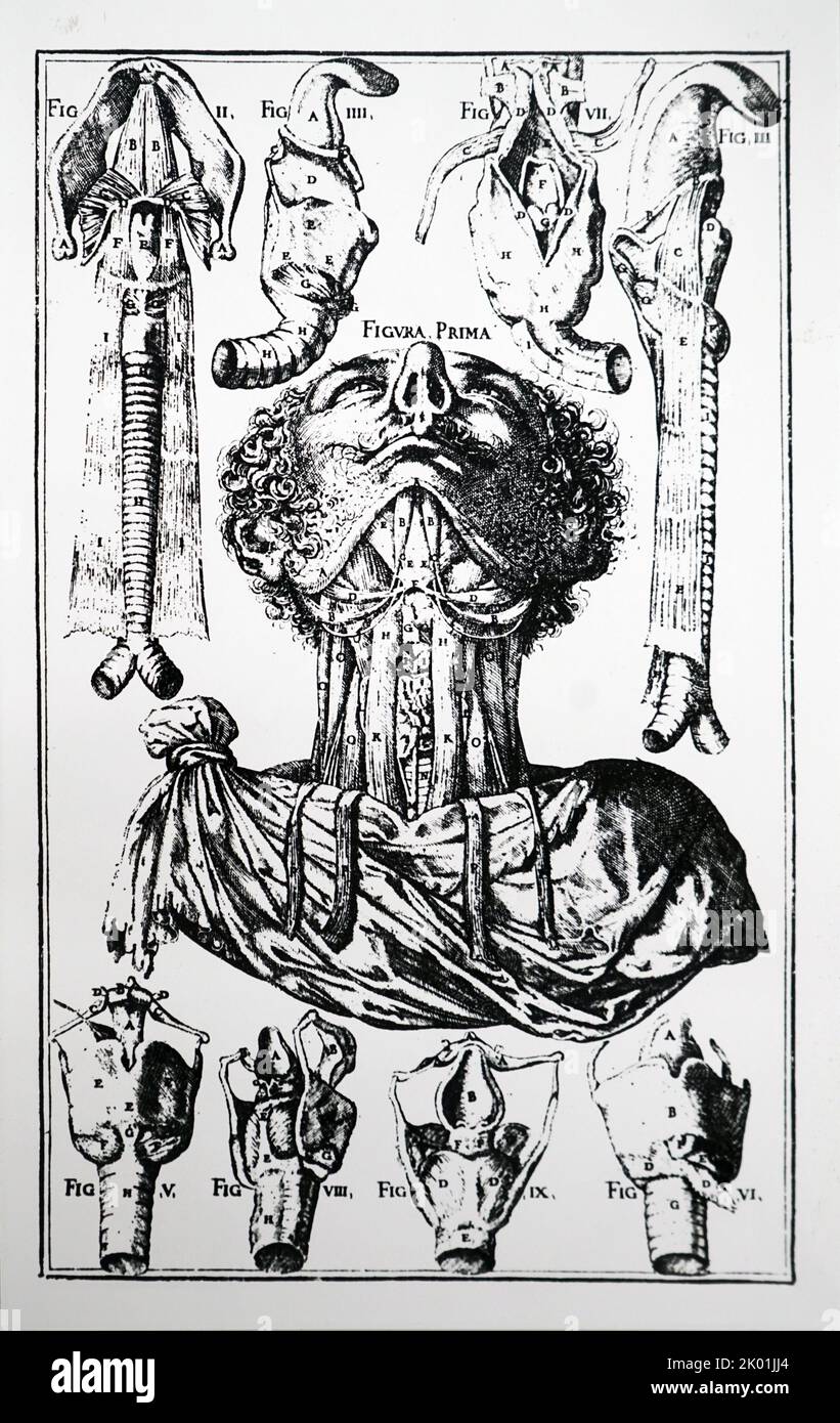 Plaque du cou, trachée, etc. De Julius Casserius (1561-1616) de Vosis Auditusque organis Historia Anatomie, Ferrara 1600-1. William Harvey a étudié sous la direction de Casserius à Padoue. Banque D'Images