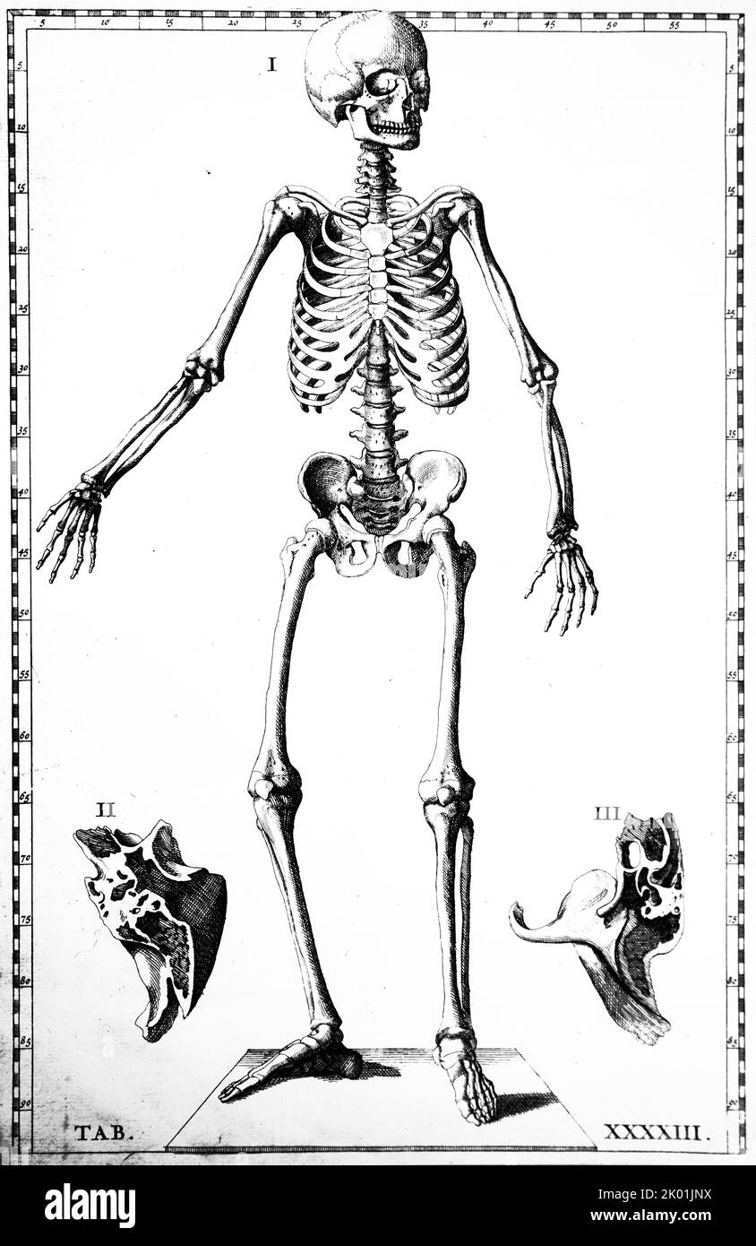 Vue de face du squelette masculin. De Bartolemmeo Eustachi Tabulae Anatomicae, Amsterdam 1722. Banque D'Images