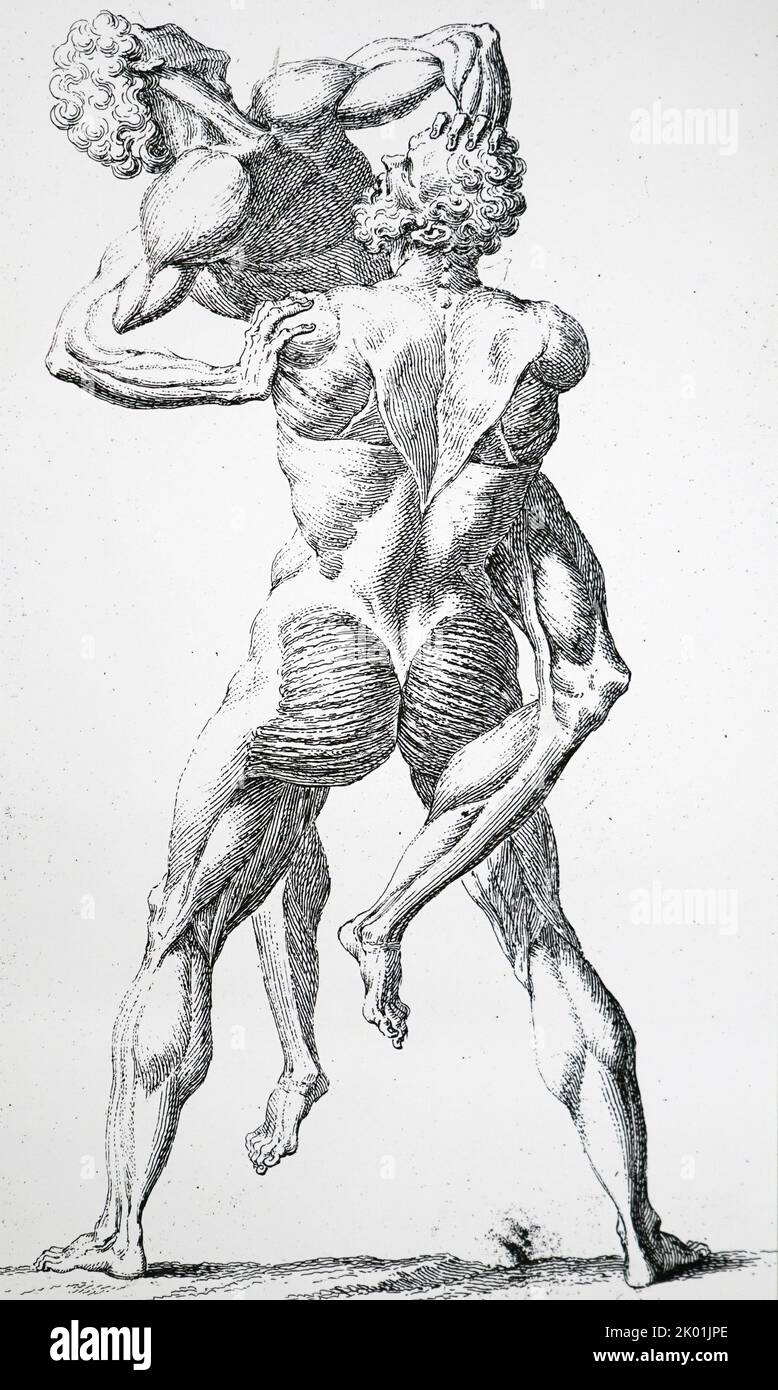 L'ancienne statue grecque de Hercules et Antaeus lutte, dessinée pour montrer la couche supérieure de muscles. De William Cheselden The Anatomy of the Human Body, Londres, 1715. Banque D'Images
