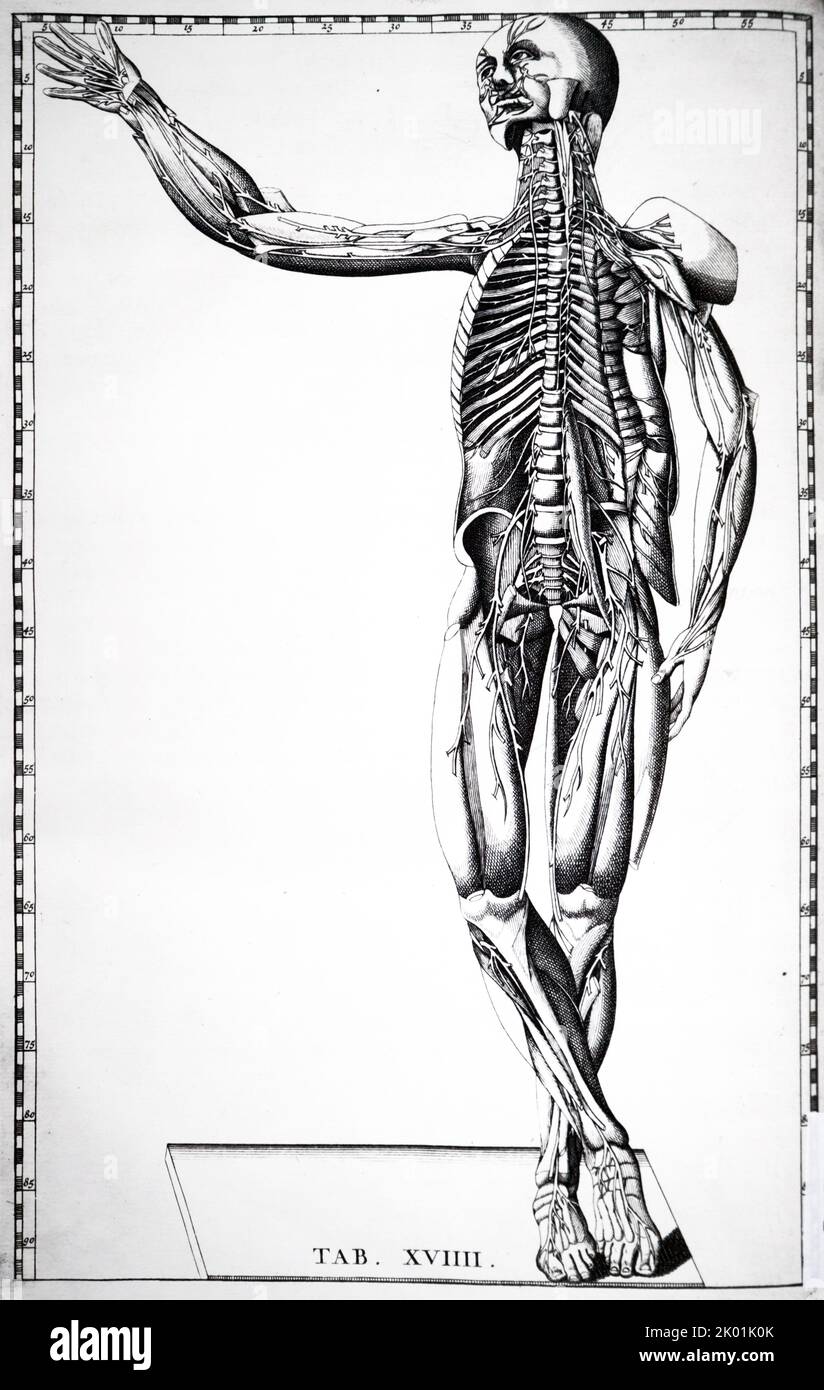 Delineat nervos omnes qui dans viscéara, atque srtum muscolus anteriori distributeur faci. De Bartolemmeo Eustachi Tabulae Anatomicae, Amsterdam 1722. Banque D'Images