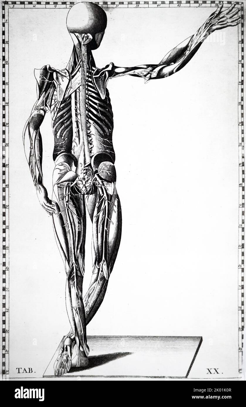 Exhibition posteriori facie nervorum distributionem in muscolus totius corporis. De Bartolemmeo Eustachi Tabulae Anatomicae, Amsterdam 1722. Banque D'Images