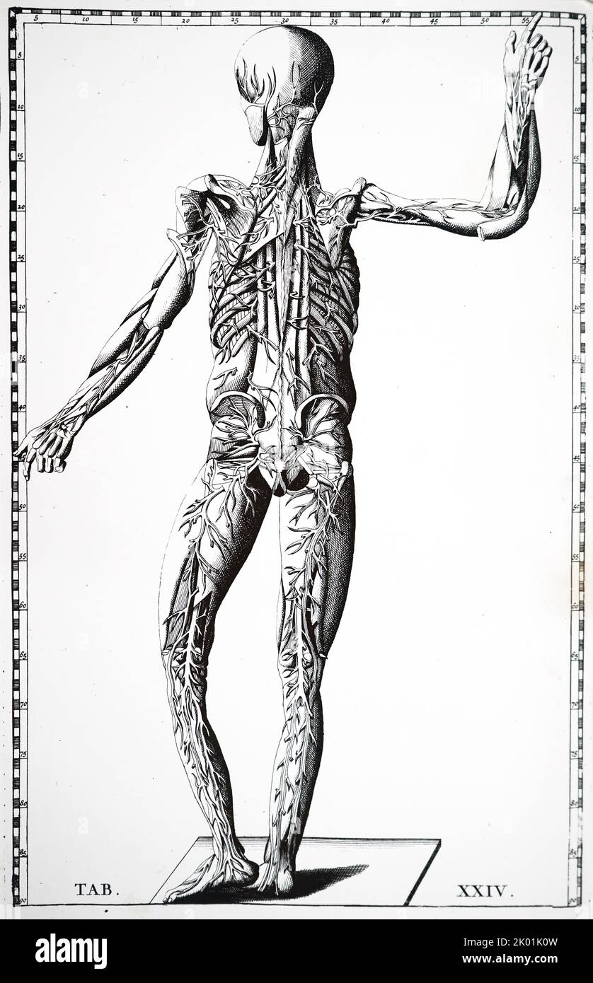 Vue arrière des vaisseaux sanguins. De Bartolemmeo Eustachi Tabulae Anatomicae, Amsterdam 1722. Banque D'Images