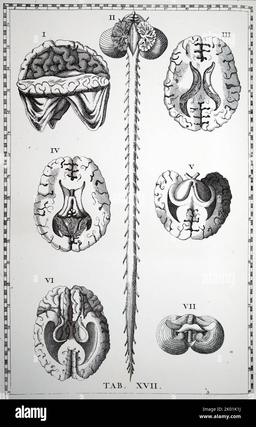 Plaque du cerveau et de la moelle épinière. De Bartolemmeo Eustachi Tabulae Anatomicae, Amsterdam, 1722. Banque D'Images