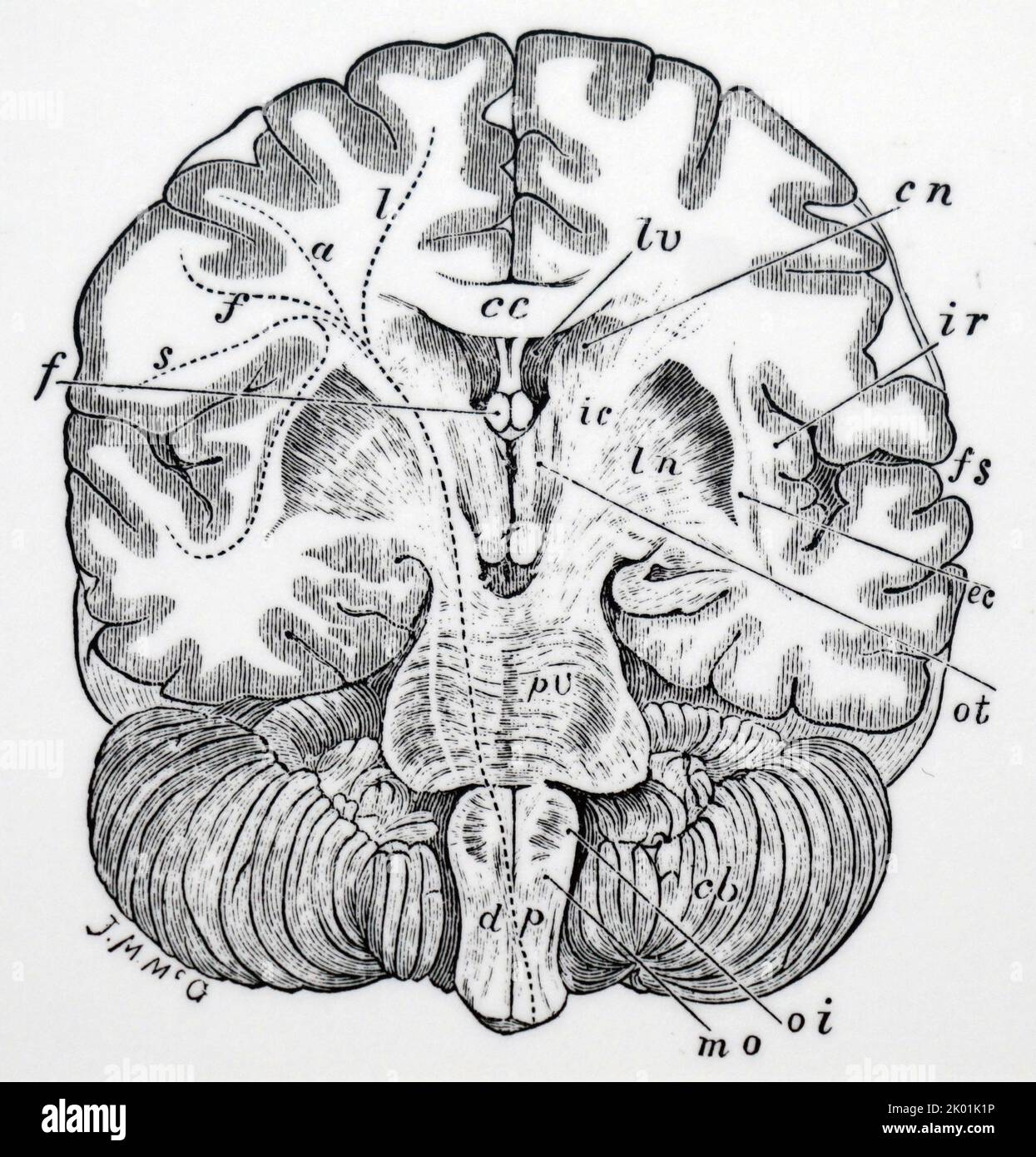 Section transversale verticale du cerveau humain. Banque D'Images