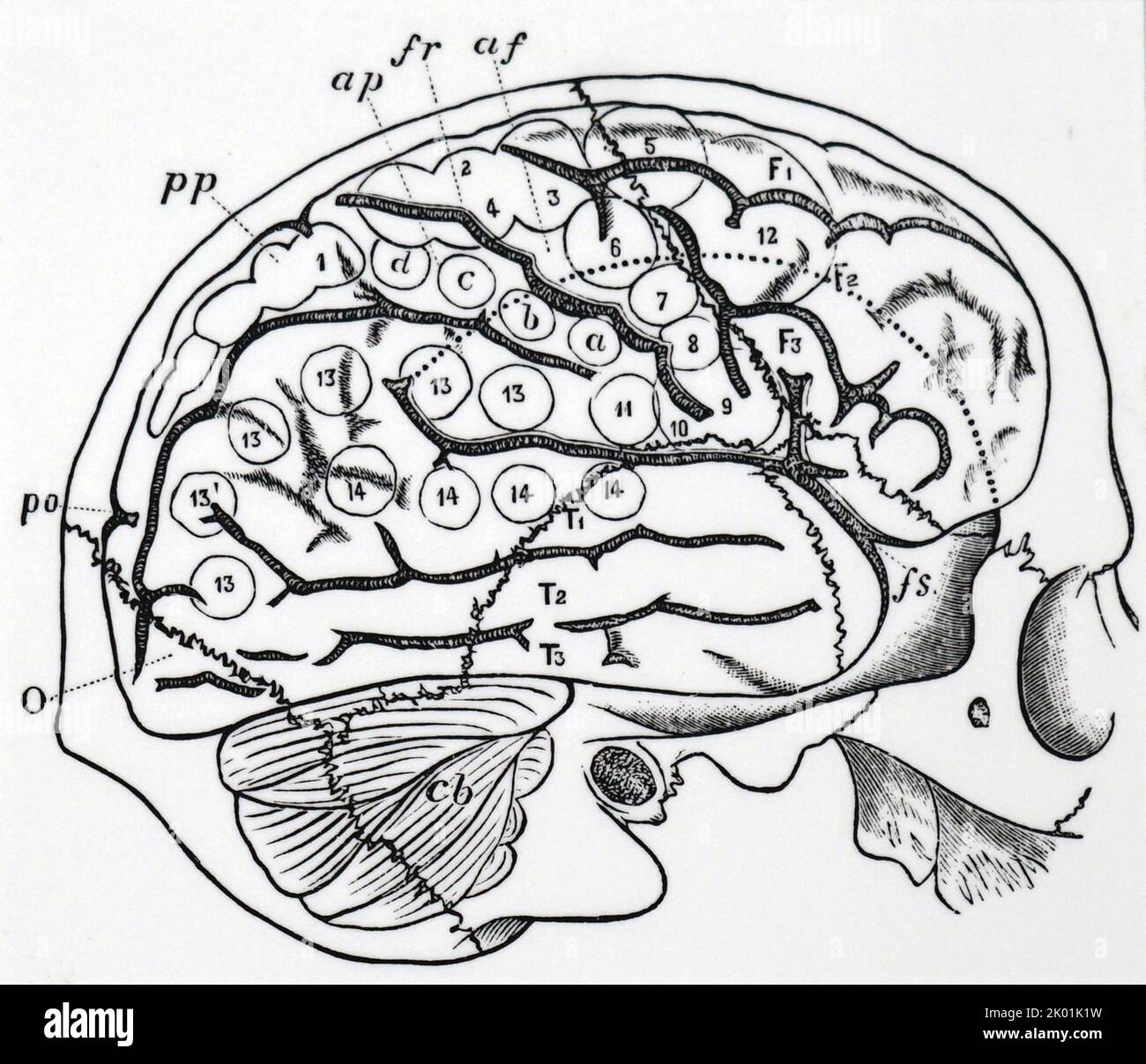 Cerveau humain avec des os de crâne superposés, et montrant les zones de Ferrier. Banque D'Images