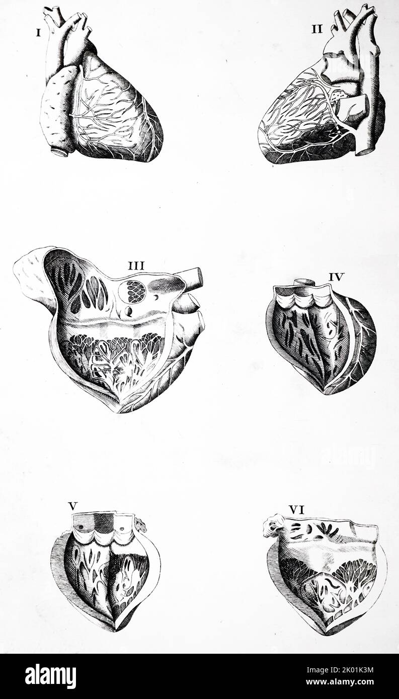 Plaque du coeur. De Bartolemmeo Eustachi Tabulae Anatomicae, Amsterdam, 1722. Banque D'Images