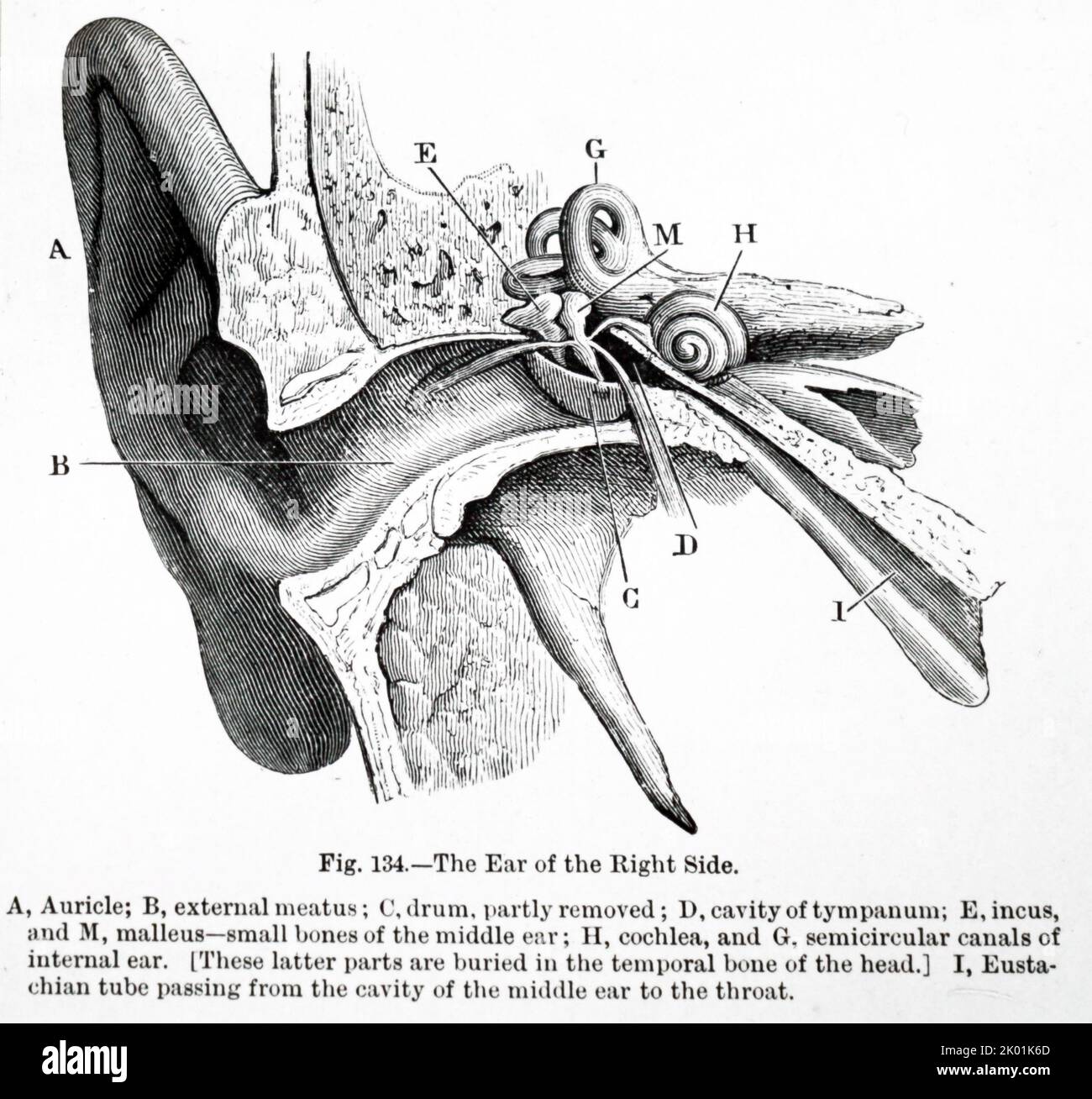 Vue en coupe de l'oreille humaine. Banque D'Images