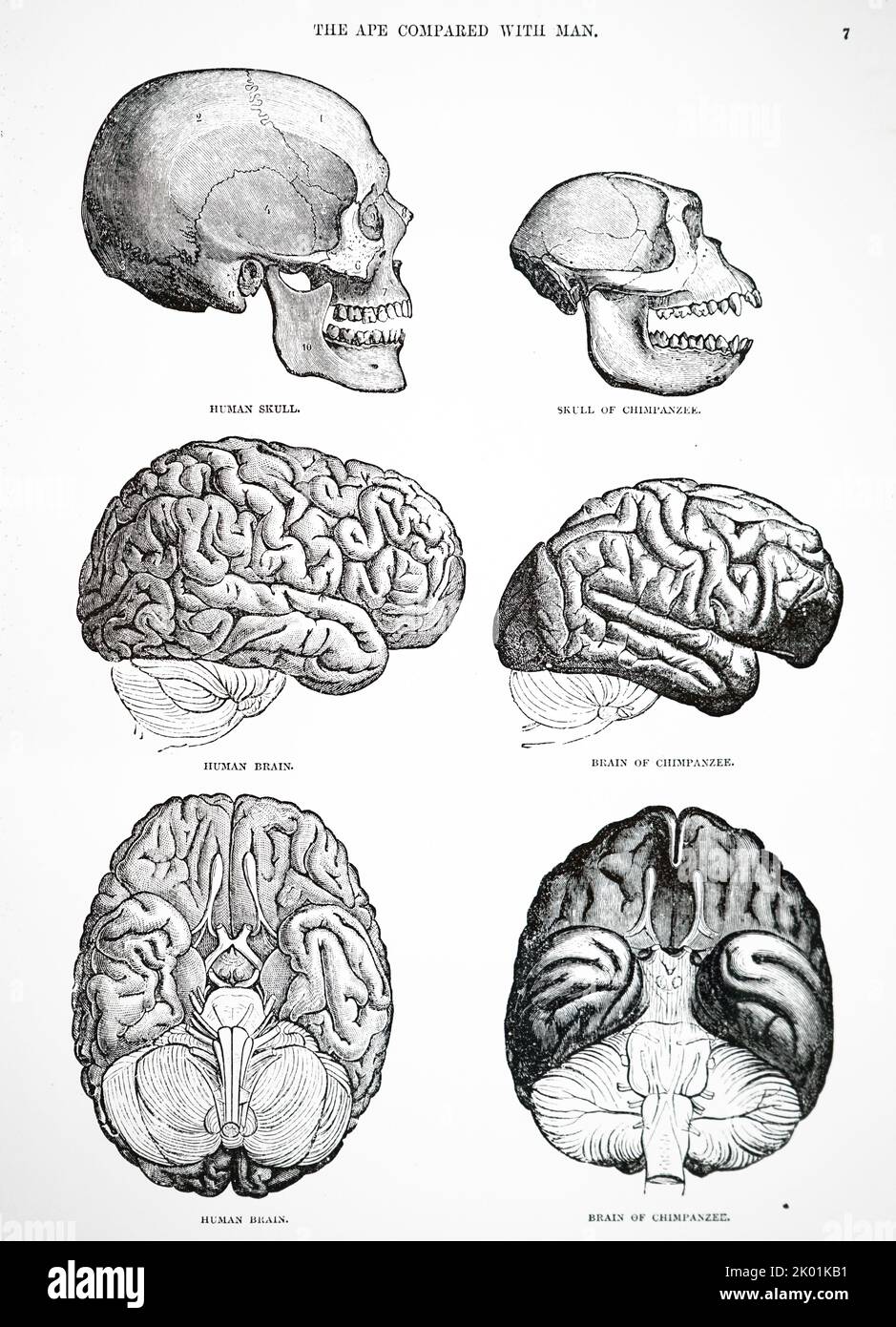 Crânes et cerveaux humains et chimpanzés. Banque D'Images