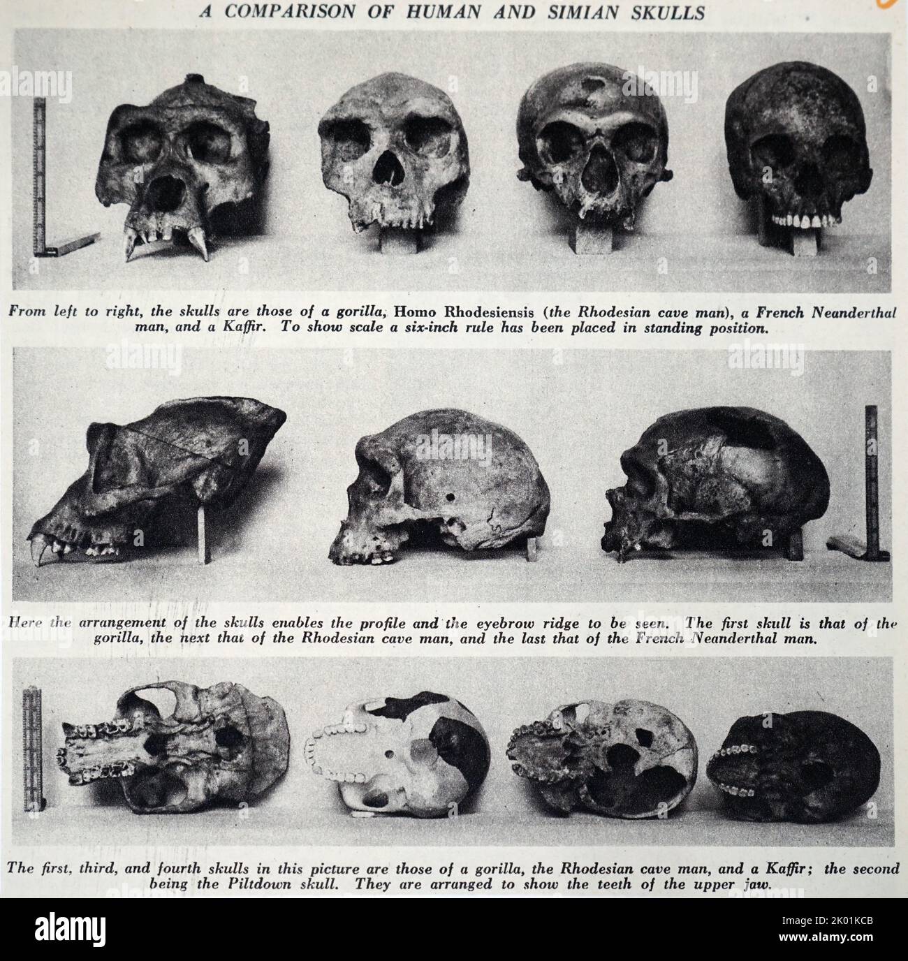 Comparaison des crânes humains et Simian. Banque D'Images
