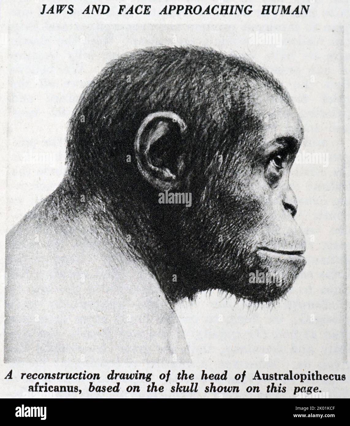 Un dessin de reconstruction de la tête de l'Australopithecus Africanus. Banque D'Images