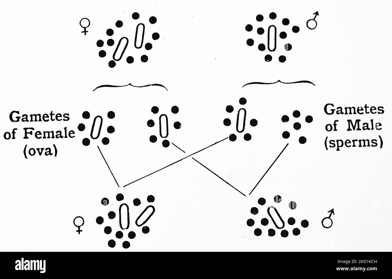 Chromosomes du virus Protenor, de RC Punnet, Mendelism, Londres, 1922. Banque D'Images