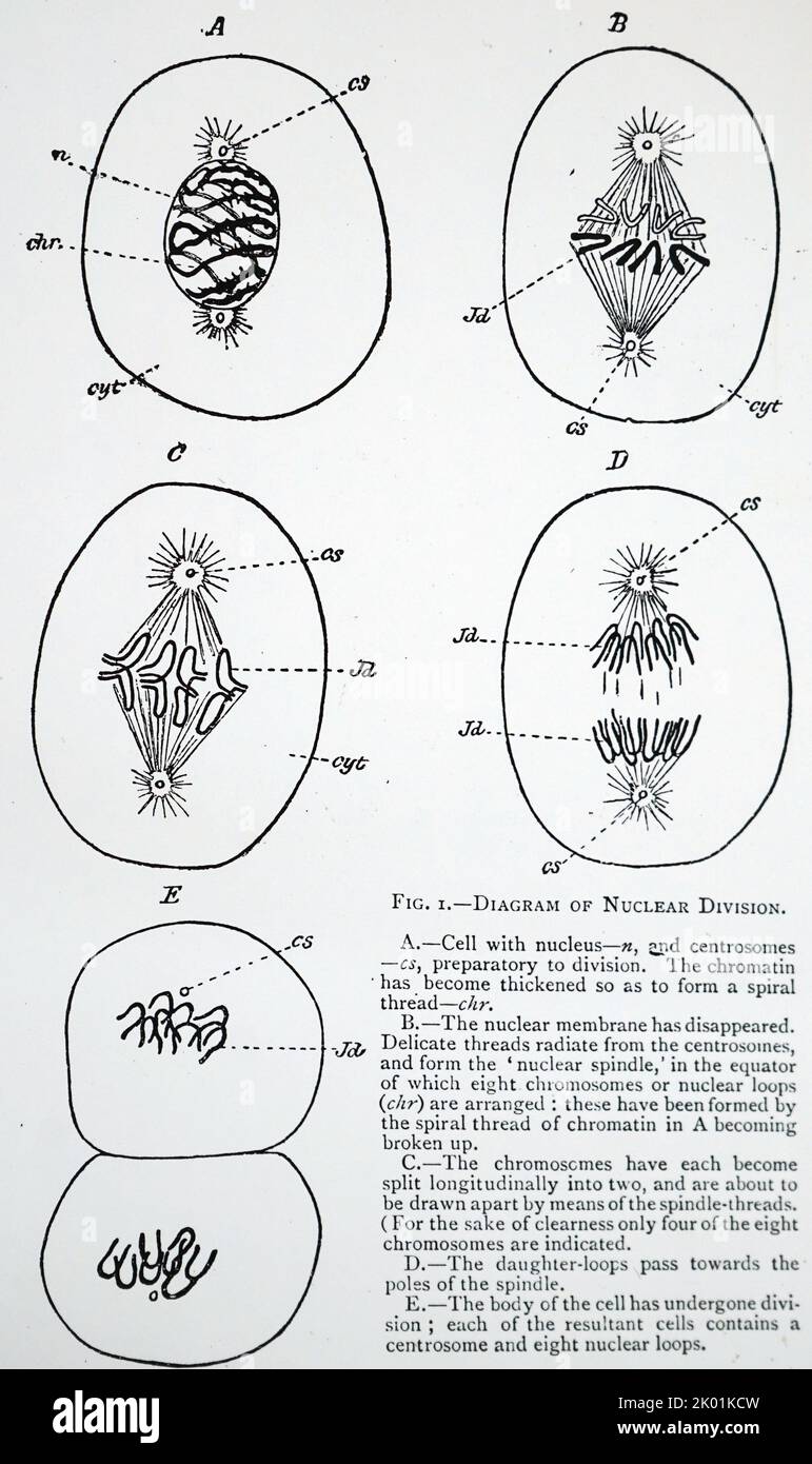 Schéma de division du noyau cellulaire. À partir d'août Weismann le plasme germinatif : une théorie de l'hérédité, Londres, 1893. Banque D'Images