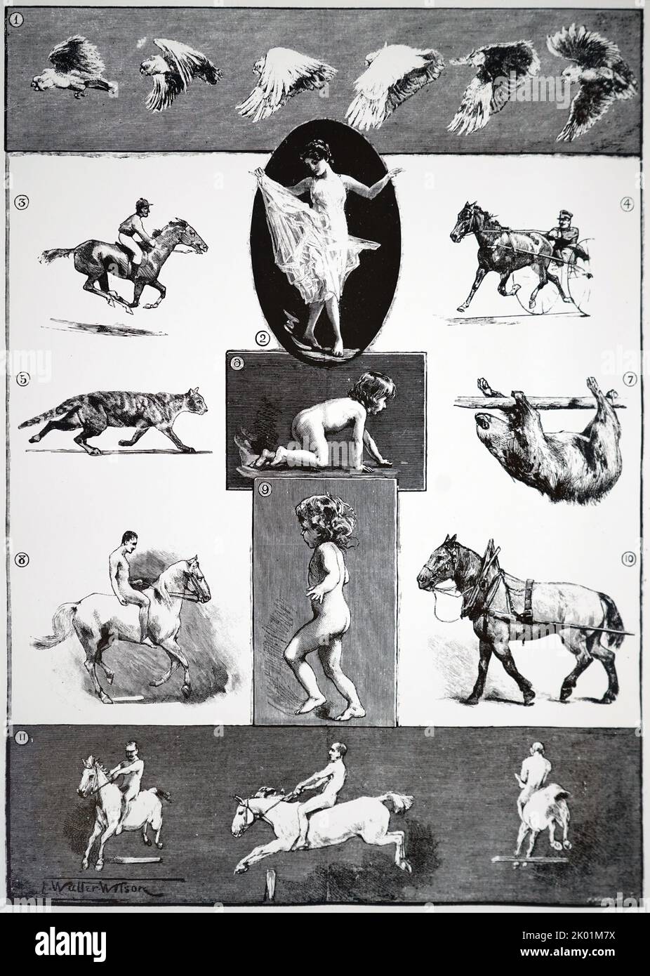 Quelques-uns des chiffres que Eadlaund Muybridge a montré à la Société royale à leur Converszione le 8 mai 1889. Banque D'Images
