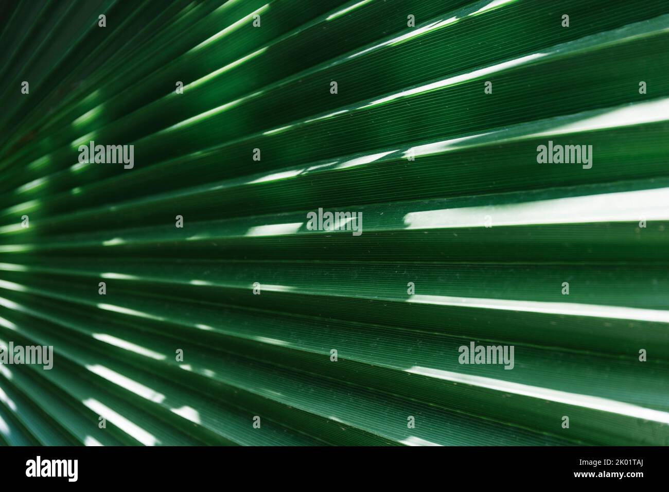 vue rapprochée de la feuille de palmier verte avec lumière du soleil - fond vert et texture Banque D'Images