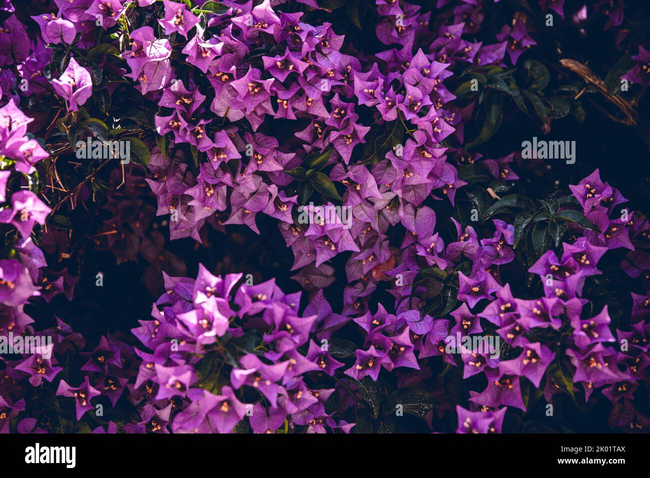 image plein cadre de fleurs de velours fond - fleurs fond Banque D'Images