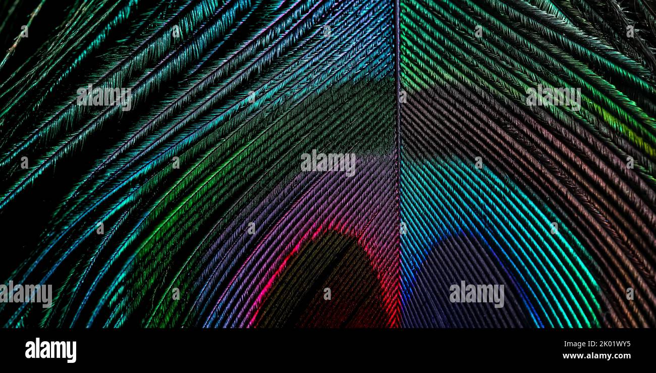 Belle et colorée Peacock oiseau plume gros plan lignes abstraites motif texture fond naturel image concept, belle couleur contraste image. Banque D'Images