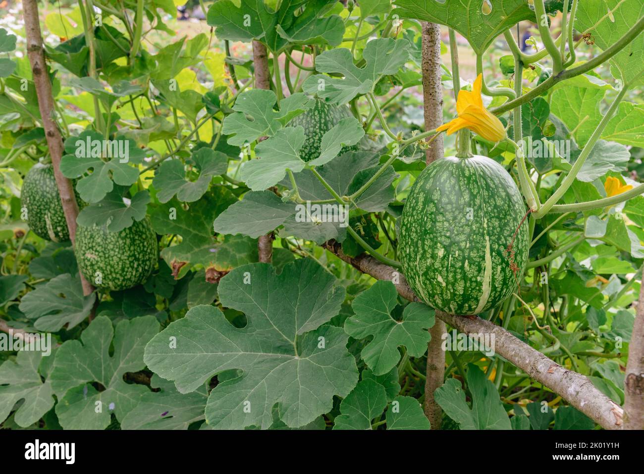 Gourd figé, Cucurbita fifolia Banque D'Images