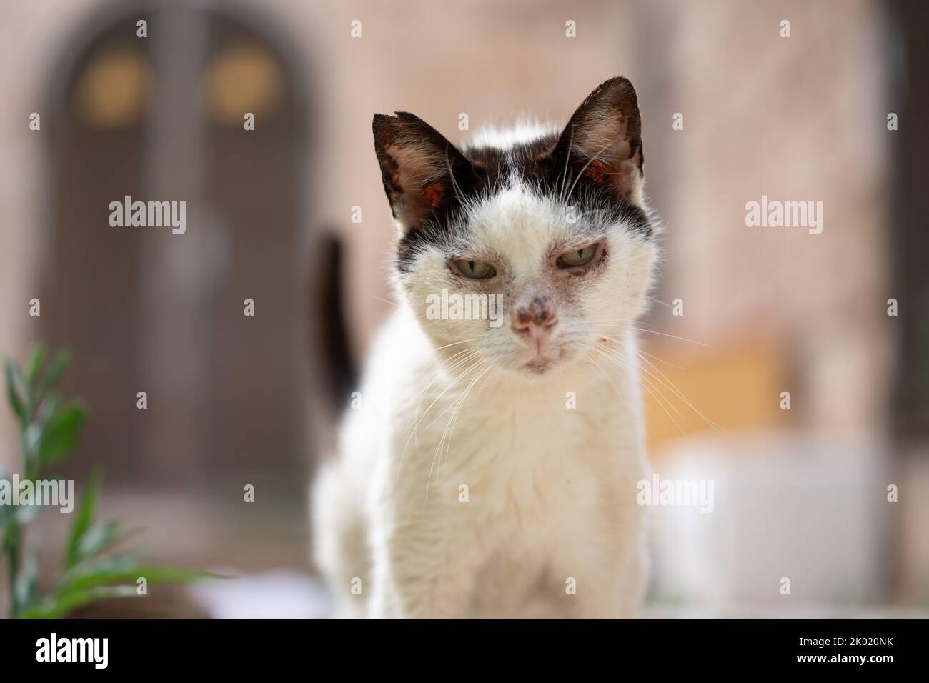 portrait d'un chat malade noir et blanc errant avec une infection oculaire à palma de majorque, espagne Banque D'Images