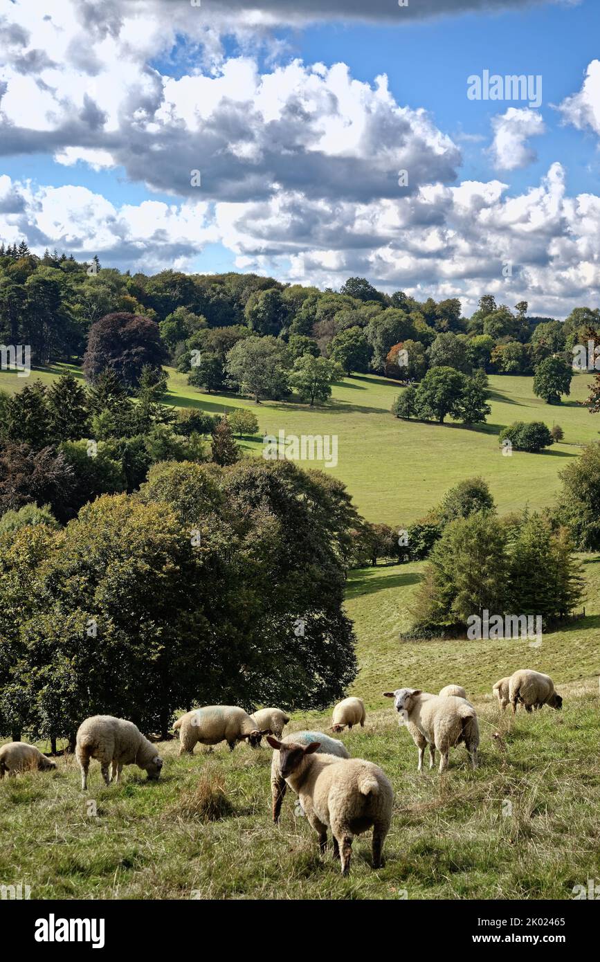 Moutons paître dans la campagne à Ranmore Common à la fin d'un jour d'été dans le Surrey Hills Angleterre Royaume-Uni Banque D'Images